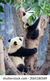 Twin Baby Panda Climbing A Tree