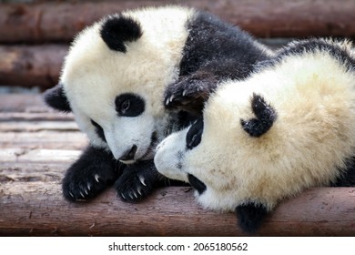 Twin Baby Pandas Playing With Each Other