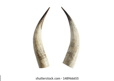 Twin Big Ivory Tusk Isolated On White Background