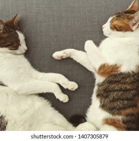 Twin Cats (non Identical) Sleep Together On A Gray Background