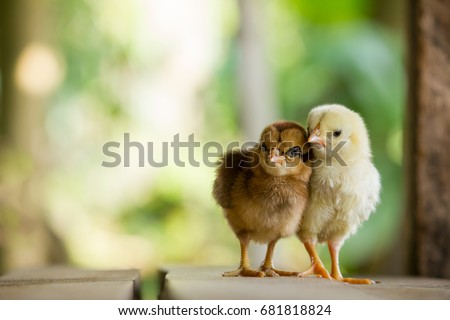 Twin or couple of little chickens friend between brown and yellow color on green or natural background and on wood floor, Both of chicks, Newborn of chickens for concept design and decorative workings