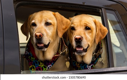 Twin Dogs Hippies And Peace In The Car, Ibiza