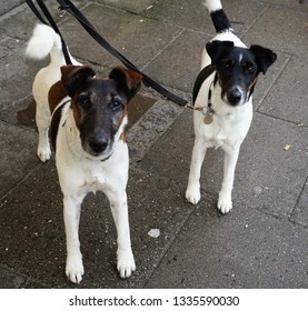 Twin Dogs In A Lead