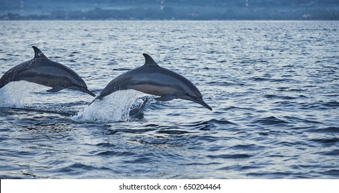 Twin Dolphins jumping 