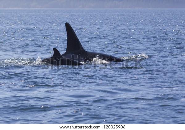 Twin Fin - A mother and calf orca swim in tight\
formation in the Johnstone Strait, Campbell River, Vancouver\
Island, Canada.
