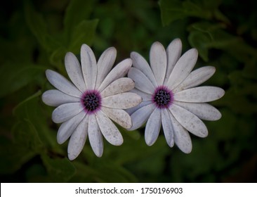 Twin Flame.. Capturing Two Beautiful Flowers In One Frame.