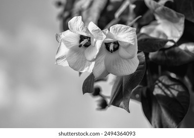 Twin Flower Blossoms on a Leafy Tree. - Powered by Shutterstock