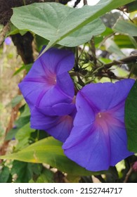 Twin Flower Of A Butterfly Pea