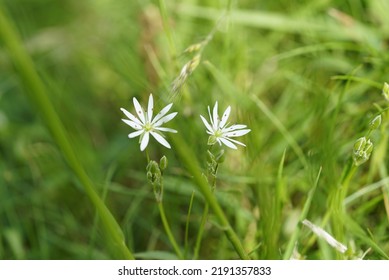 Twin Flower In A Field 