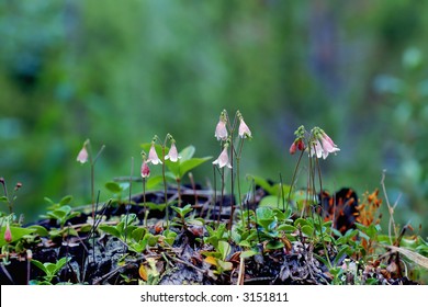 Twin Flower In The Forest.