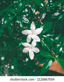 Twin Flower On A Plant