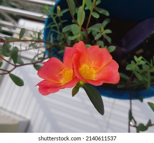 Twin Flowers In A Flower Pot.