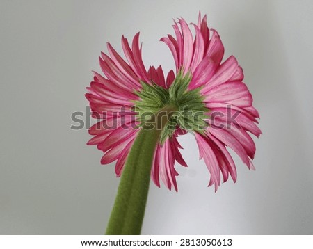 Twin Gerbera low-angle view2 Focus on stem and fused head, growing in Thailand, high possibility it is mutant by insects.