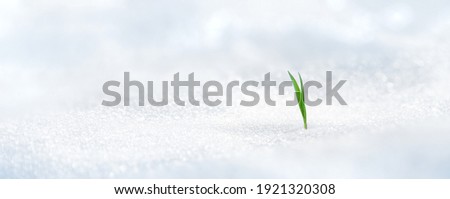 Twin green blade of grass grows from under the snow	
