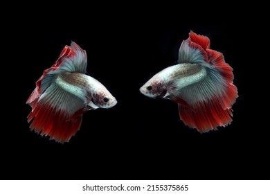 4,049 Twins tail Images, Stock Photos & Vectors | Shutterstock