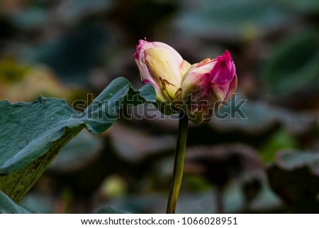 Similar – Image, Stock Photo Strange twins flowers