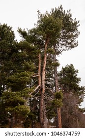 Twin pine tree with interlocking trunks with colour tones of the crown and trunk that makes it even more unique.