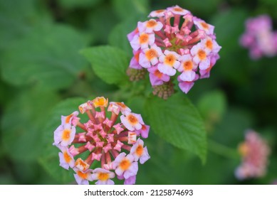 The Twin Pink Lantana Camara