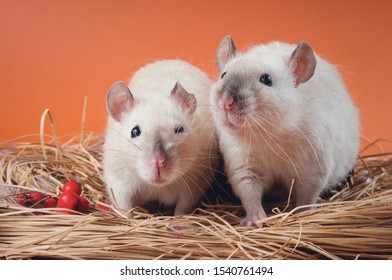 Twin Rats Dark Noses Curly Hair Stock Photo (Edit Now) 1540761494