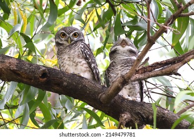 967 Pearl spotted owl Images, Stock Photos & Vectors | Shutterstock