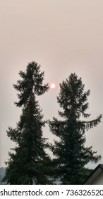 Twin trees admiring a smoky sun