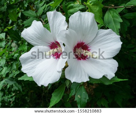 Twin white hollyhock flower in Sochi