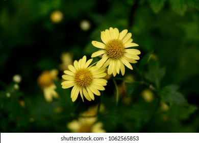 Twin Yellow Flower