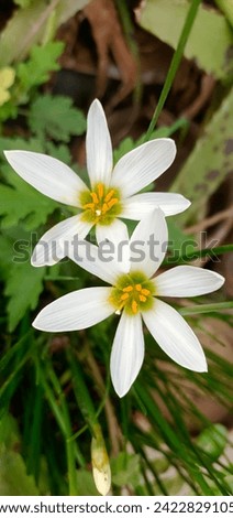 Twin Zephyranthes white 
flower spring. white spring flowers with green leaves