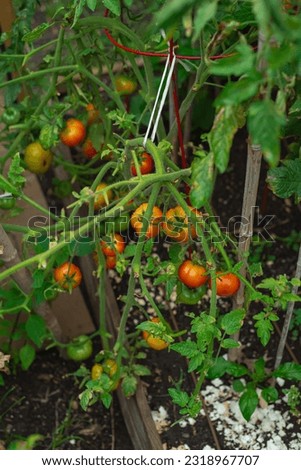 Twine and red tomato cage hold a heavy load abundance of ripe and green tomatoes fruits on plant branch broken after rain storm at homestead backyard garden in Dallas, Texas, USA. Seasonal produce
