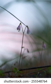 Twinflower, Linnaea Borealis 