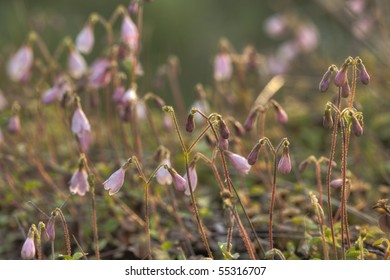 Twinflower, Linnaea Borealis