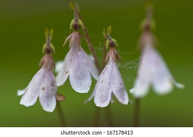 Twinflower (Linnea Borealis)