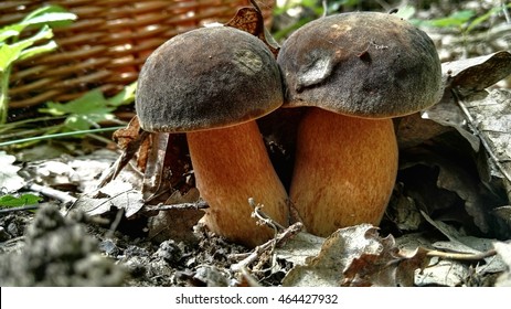 Twins Of Boletus Aereus

