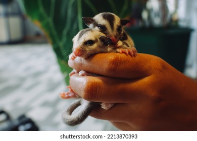 Twins Cutie Baby Sugar Glider On Hand   