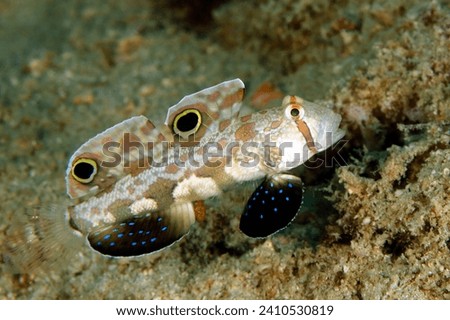 Twin-spot Goby (Signigobius biocellatus, aka Crab-eyed Goby). Triton Bay, West Papua, Indonesia