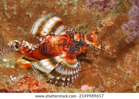 Twinspot lionfish,Dendrochirus biocellatus  family of scorpion fish