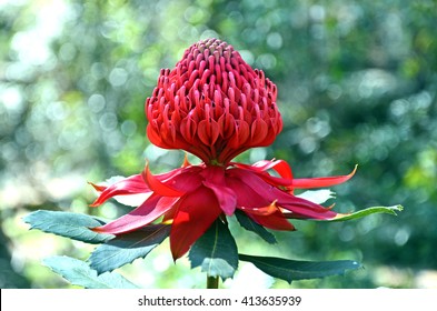 Twirling Waratah In The Australian Bush. Dappled Bokeh Forest Light Background