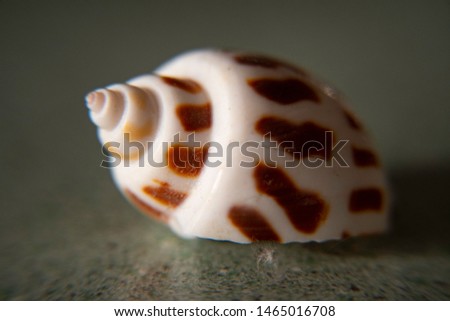 twirly shell spotted hermit crab