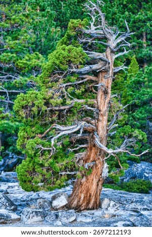Twisted ancient juniper tree growing from granite rocks in Emerald Bay State Park at Lake Tahoe California USA with textured bark and green foliage symbolizing endurance and natural beauty