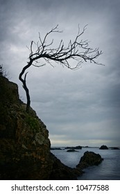Twisted bare branched tree on a rocky cliff shore with storm clouds and ocean in the background