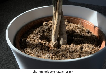 Twisted Base Of A Small Indoor Tree In A White Plant Pot And Natural Coir Compost Lit By Sunshine From A Nearby Window