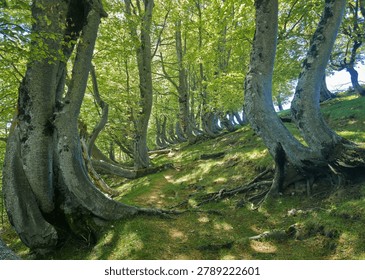 Twisted Beech Trees in Forest of Rocca Santa Maria, Abruzzo, Italy - Crooked Fagus Sylvatica Trunks on Mountain Slope in Summer