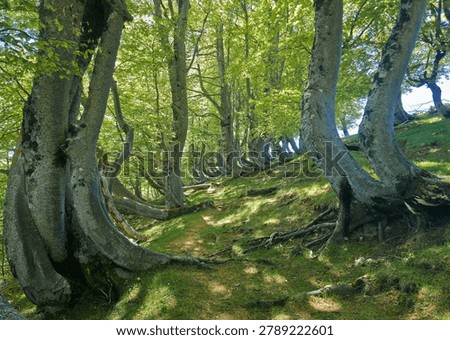 Twisted Beech Trees in Forest of Rocca Santa Maria, Abruzzo, Italy - Crooked Fagus Sylvatica Trunks on Mountain Slope in Summer