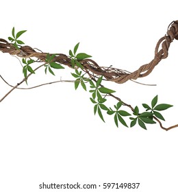 Twisted big jungle vines with leaves of wild morning glory liana plant isolated on white background, clipping path included.