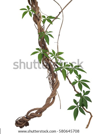 Twisted big jungle vines with leaves of wild morning glory liana plant isolated on white background, clipping path included.