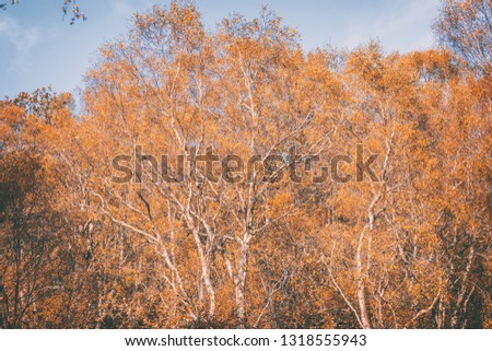 Twisted birch tree branches covered in yellow leaves against bright blue sky background
