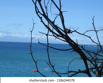 Twisted Branch With Thorns Of A Dead Tree Against Blue Sky And Sea In Hawaii