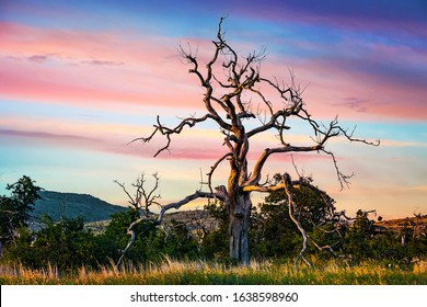 A Twisted Branch Tree In The Middle Of Hilly Meadow Landscape At The Wichita Mountains Wildlife Refuge Near Lawton, Oklahoma, USA At Dusk.