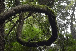 A Twisted Branch In The Valdivian Rainforest, Covered In Moss And Surrounded By Dense Vegetation. The Unique Shape Of The Branch Suggests It Has Been Shaped By Strong Winds Or Other Natural Forces