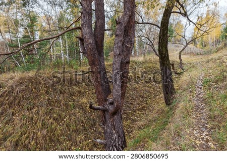 Twisted and branched trunks of an old pine and willows growing on hillside in autumn forest, close-up in overcast morning